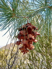 Pinus pinceana