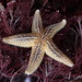 Common Sea Star - Photo (c) ipat, some rights reserved (CC BY-NC-ND), uploaded by ipat