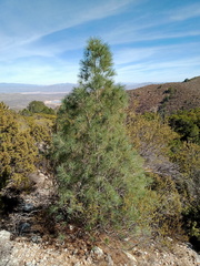 Pinus pinceana