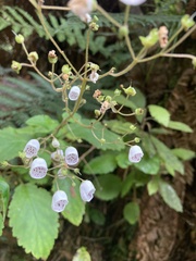 Jovellana sinclairii