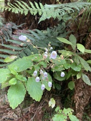 Jovellana sinclairii