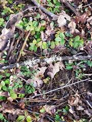 Fragaria vesca bracteata