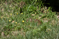 Galea leucoblephara