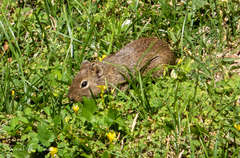 Galea leucoblephara
