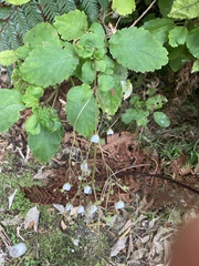 Jovellana sinclairii