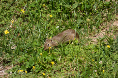 Galea leucoblephara