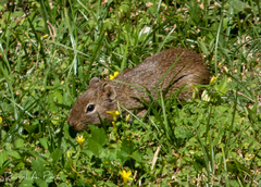 Galea leucoblephara
