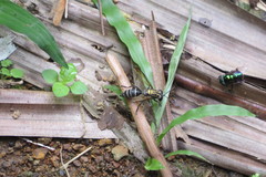 Sphiximorpha roederii