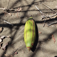 Pseudobombax septenatum