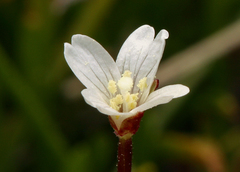 Epilobium hallianum