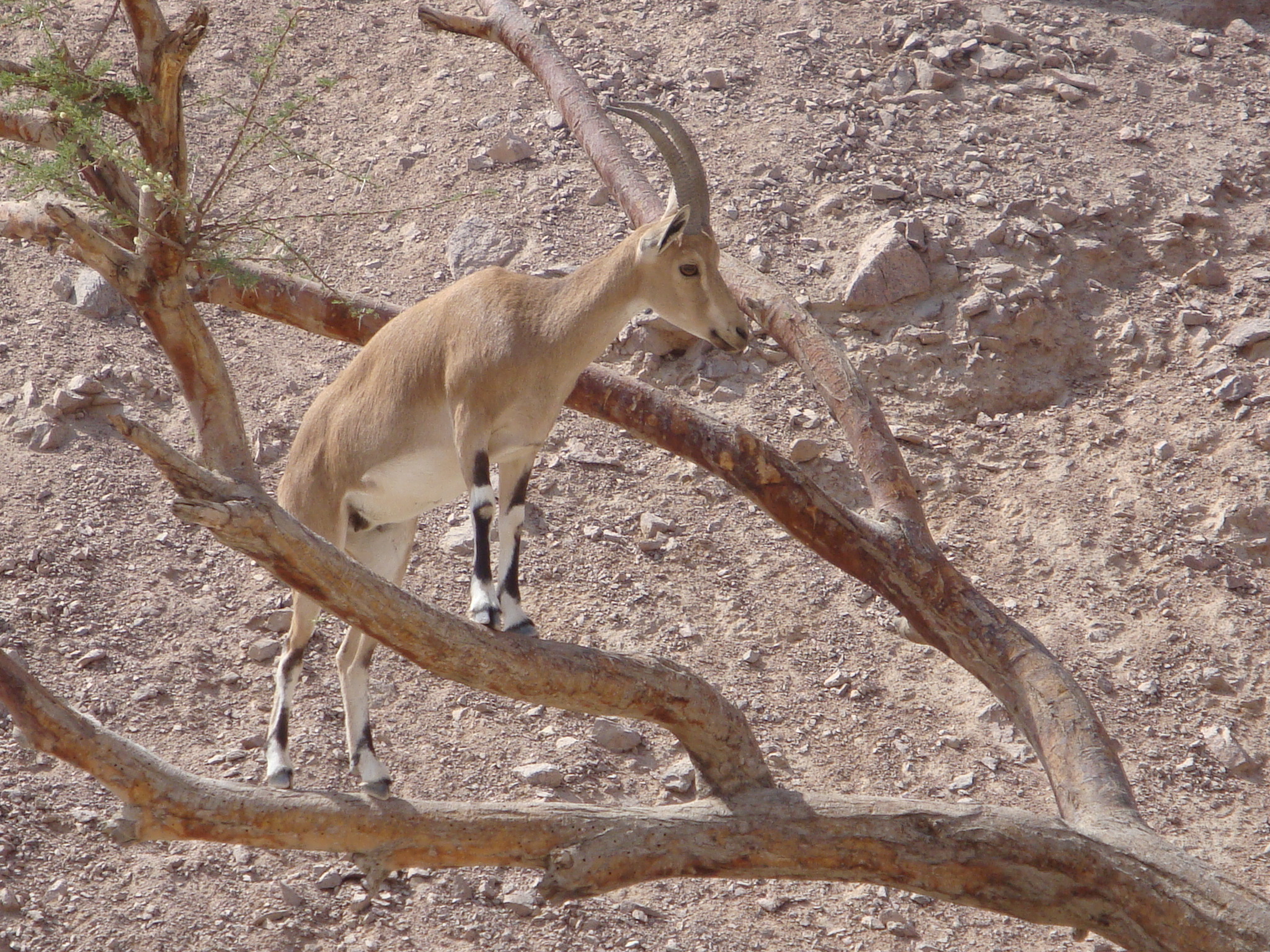 Nubian Ibex (Capra nubiana) · iNaturalist