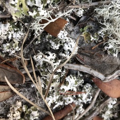 Cladonia prostrata