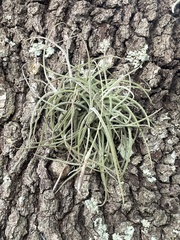Tillandsia recurvata image