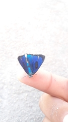 Parrhasius polibetes