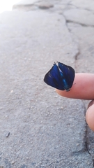 Parrhasius polibetes