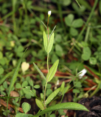 Epilobium hallianum