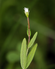 Epilobium hallianum