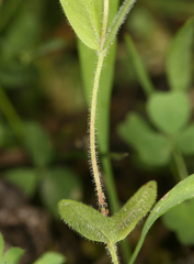 Epilobium hallianum