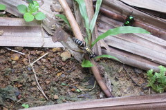 Sphiximorpha roederii