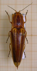 Semiotus ligneus