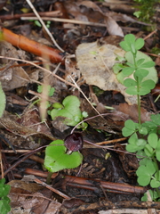 Corybas iridescens