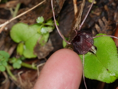 Corybas iridescens