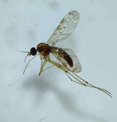 Sylvicola marmoratus