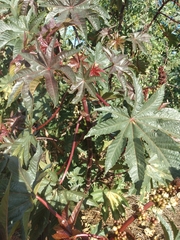 Ricinus communis