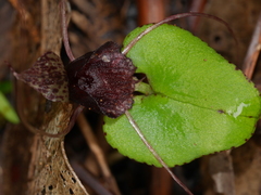 Corybas iridescens