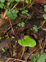 Corybas iridescens