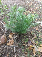 Artemisia californica