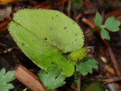 Corybas iridescens