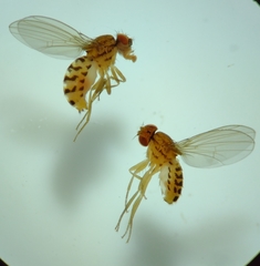 Drosophila busckii