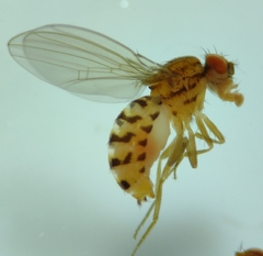 Drosophila busckii