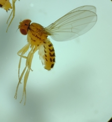 Drosophila busckii
