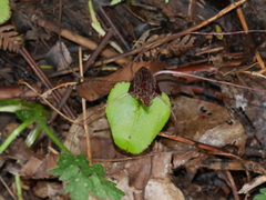 Corybas iridescens
