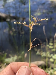 Juncus usitatus