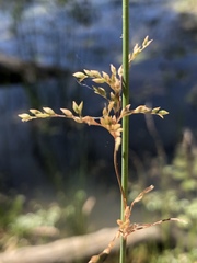 Juncus usitatus