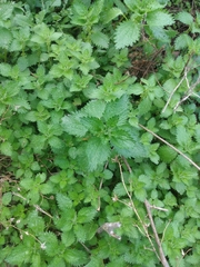 Urtica urens