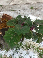 Solanum quitoense