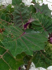 Solanum quitoense