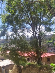 Cedrela angustifolia