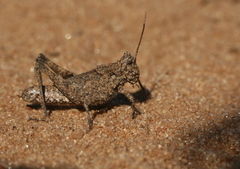 Ommexecha virens