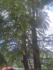 Cedrela angustifolia