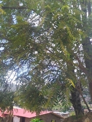 Cedrela angustifolia