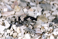 Bothynoderes affinis