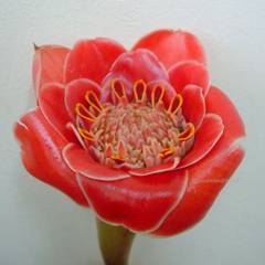 Etlingera hemisphaerica