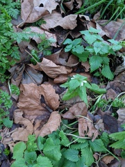 Lamium album