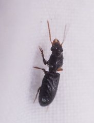 Clivina