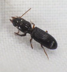 Clivina